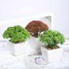 Efavormart Set of 3 | 6'' Assorted Autumn Joy Sedum Artificial Faux Succulent