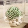 Efavormart Set of 3 | 4" Assorted Jelly Bean Artificial Faux Succulent Plants Mini Green Plants